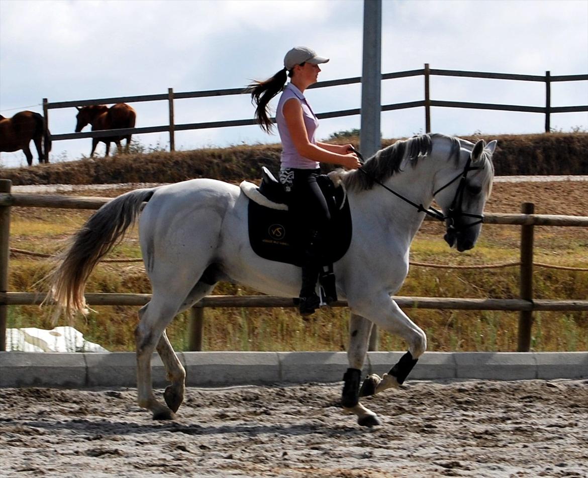 Lusitano Quarteio - AVLSHINGST billede 18