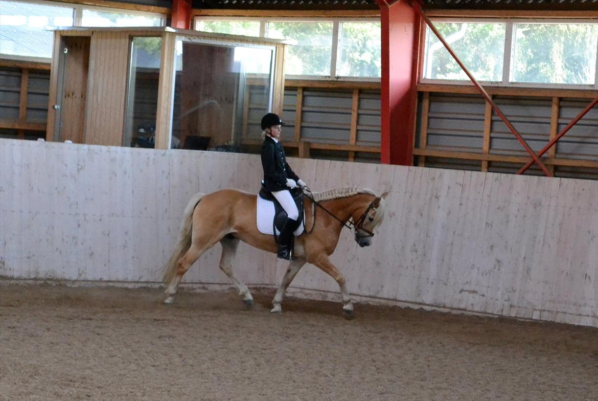 Tyroler Haflinger | Arkibal RIP - 21 August 2011: Stævne LLRK.
Foto: Cecilie Holst Jørgensen. billede 16