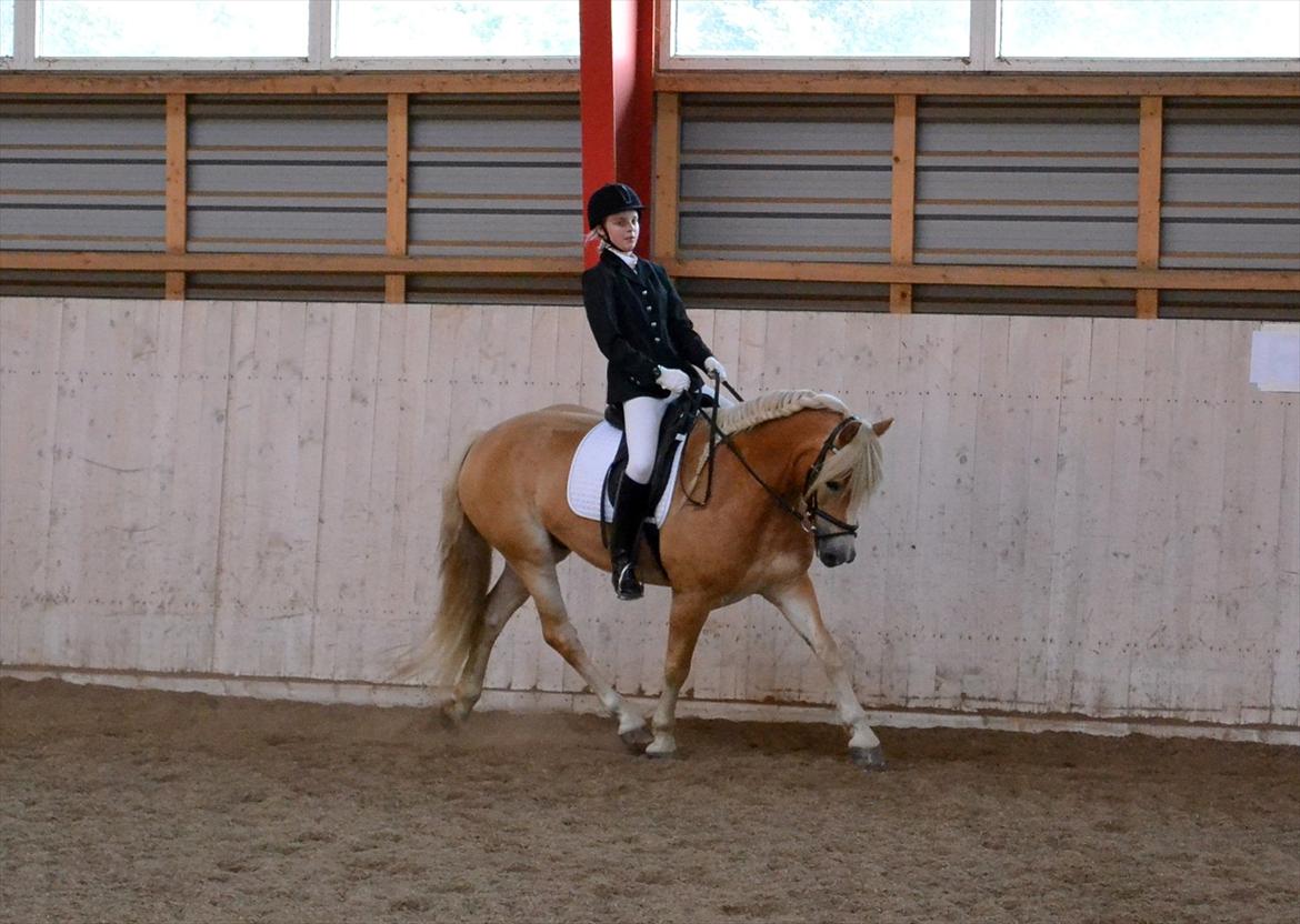 Tyroler Haflinger | Arkibal RIP - 21 August 2011: Stævne LLRK.
Foto: Cecilie Holst Jørgensen. billede 1