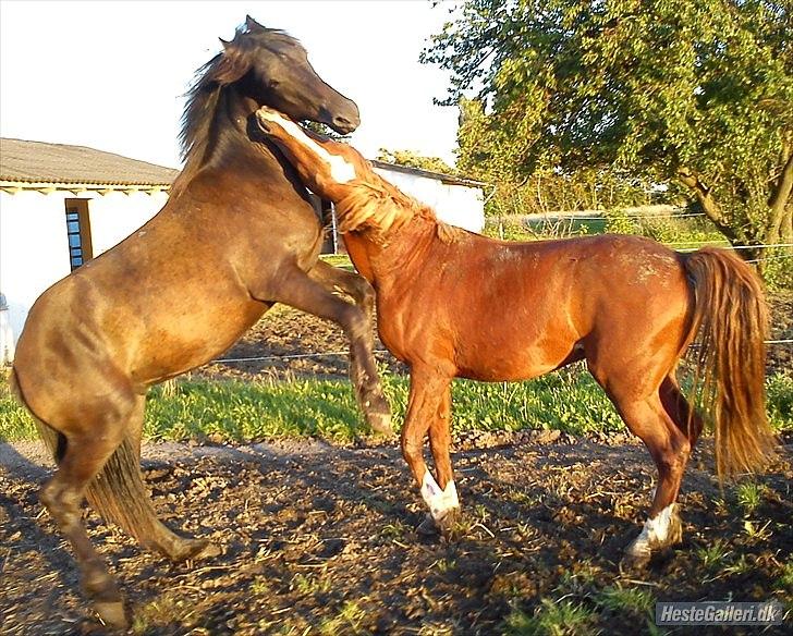 Anden særlig race Walentin billede 5