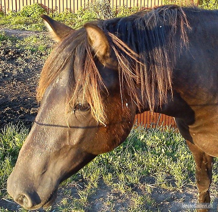 Anden særlig race Walentin billede 3