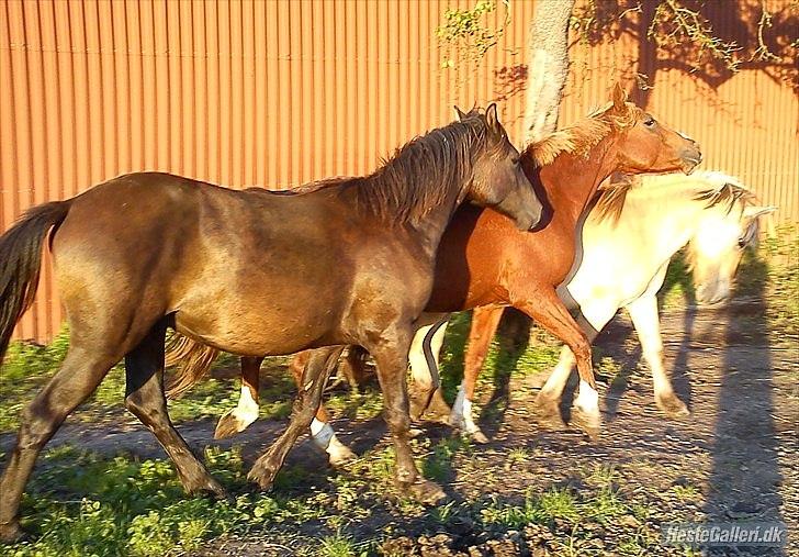 Anden særlig race Walentin billede 6
