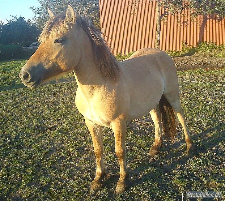 Anden særlig race Cody billede 3