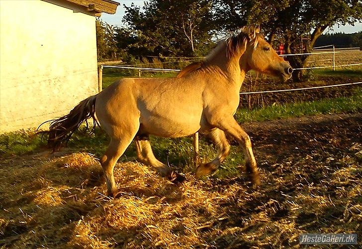 Anden særlig race Cody billede 13