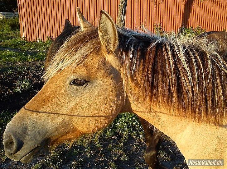 Anden særlig race Cody billede 2