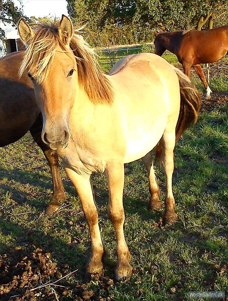 Anden særlig race Cody billede 5