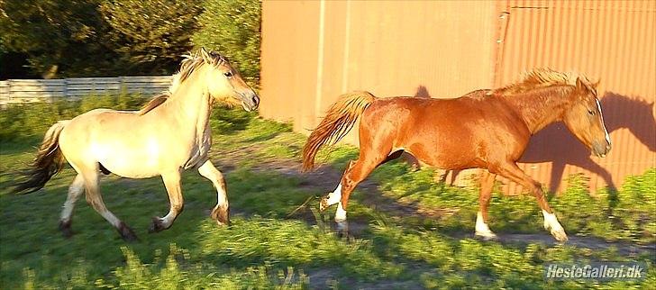 Anden særlig race Cody billede 14