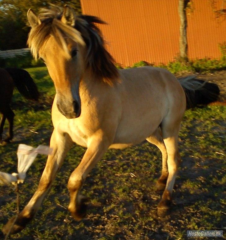 Anden særlig race Cody billede 16