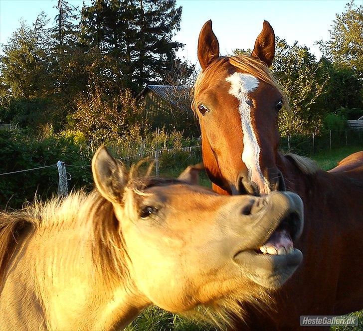 Anden særlig race Cody billede 17
