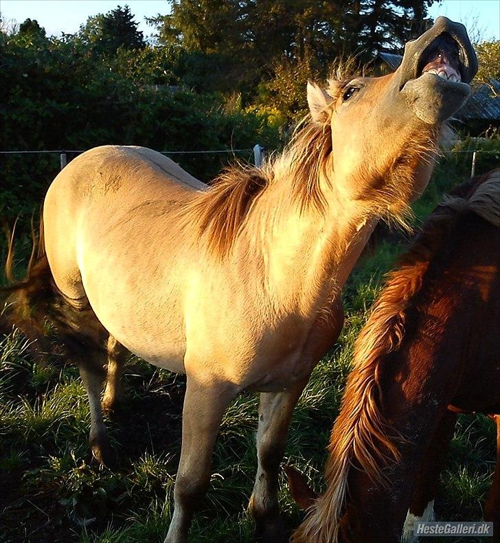 Anden særlig race Cody billede 4