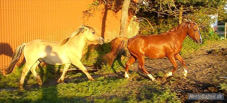 Anden særlig race Cody billede 18