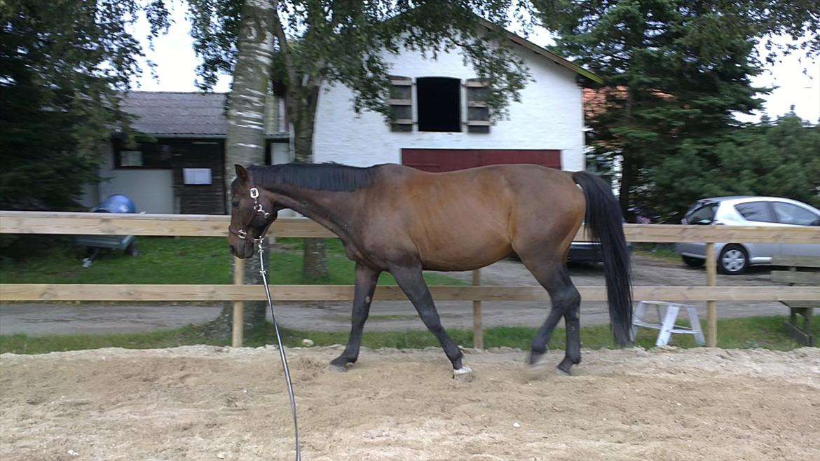 Dansk Varmblod Jutlandias Balou billede 1