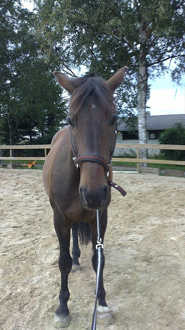 Dansk Varmblod Jutlandias Balou billede 2