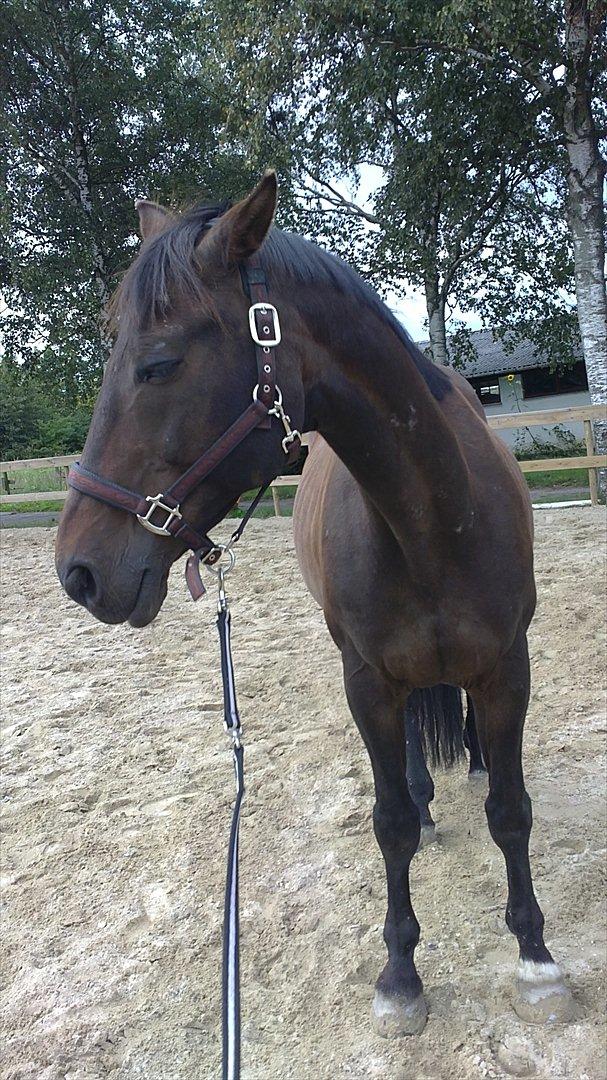 Dansk Varmblod Jutlandias Balou billede 3