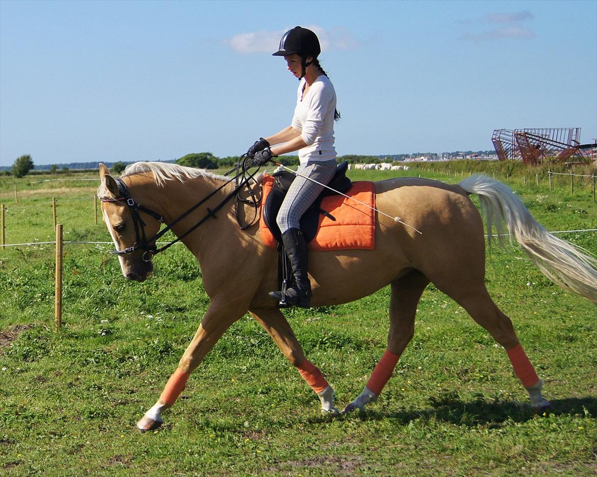 Palomino Billy the kid billede 16