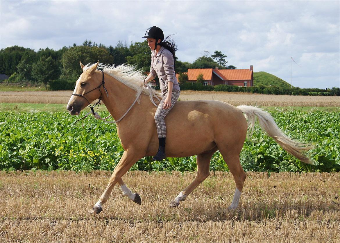 Palomino Billy the kid - Det bedste jeg ved!! billede 17