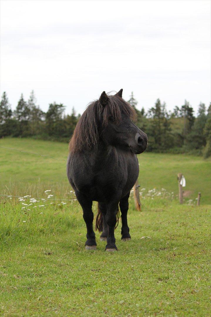 Shetlænder Myreton Orchid billede 7