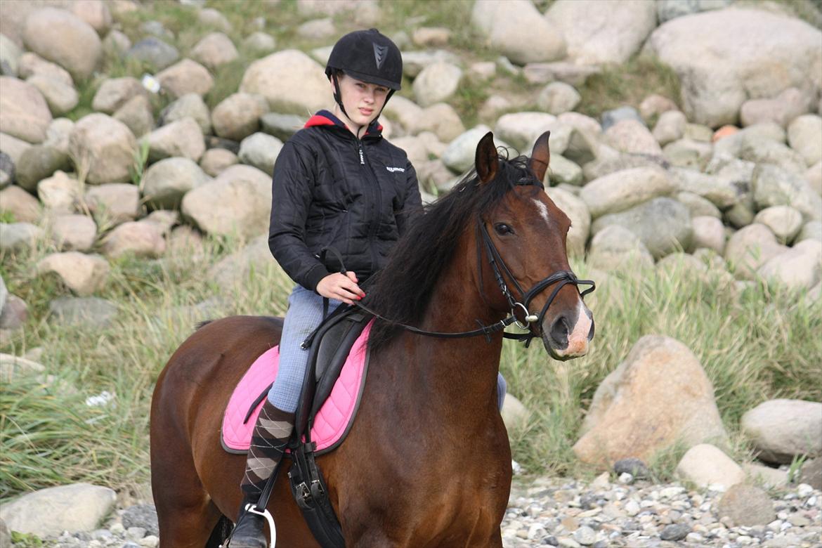 Knabstrupper Rughavens Fanny - Taget af Lea Marie Breum ( MANNI (Vittrup Efterskole 11/12) . ) billede 3