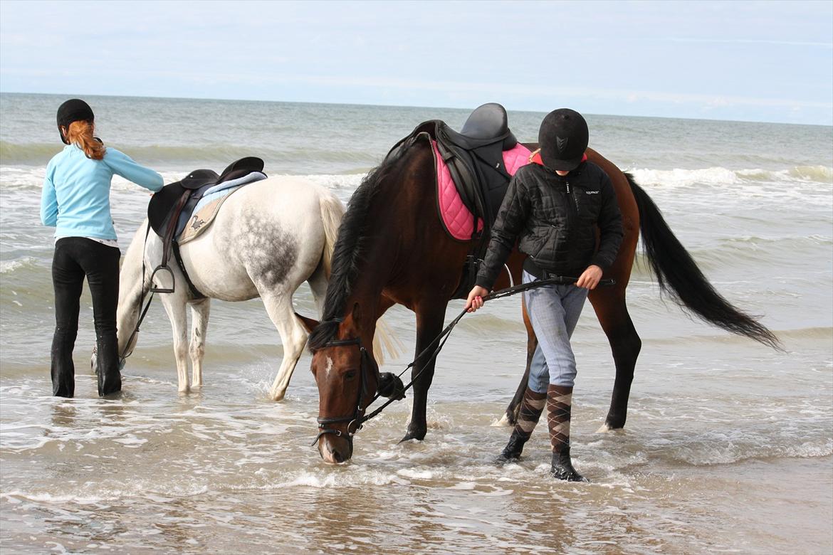 Knabstrupper Rughavens Fanny - Taget af Lea Marie Breum ( MANNI (Vittrup Efterskole 11/12) . ) billede 5