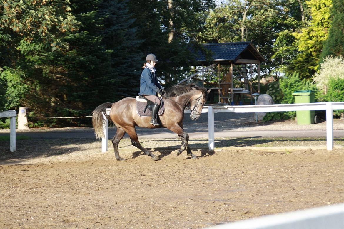 Holstener Lodenwijk l  (Ludwig) - 17.10.11 billede 5