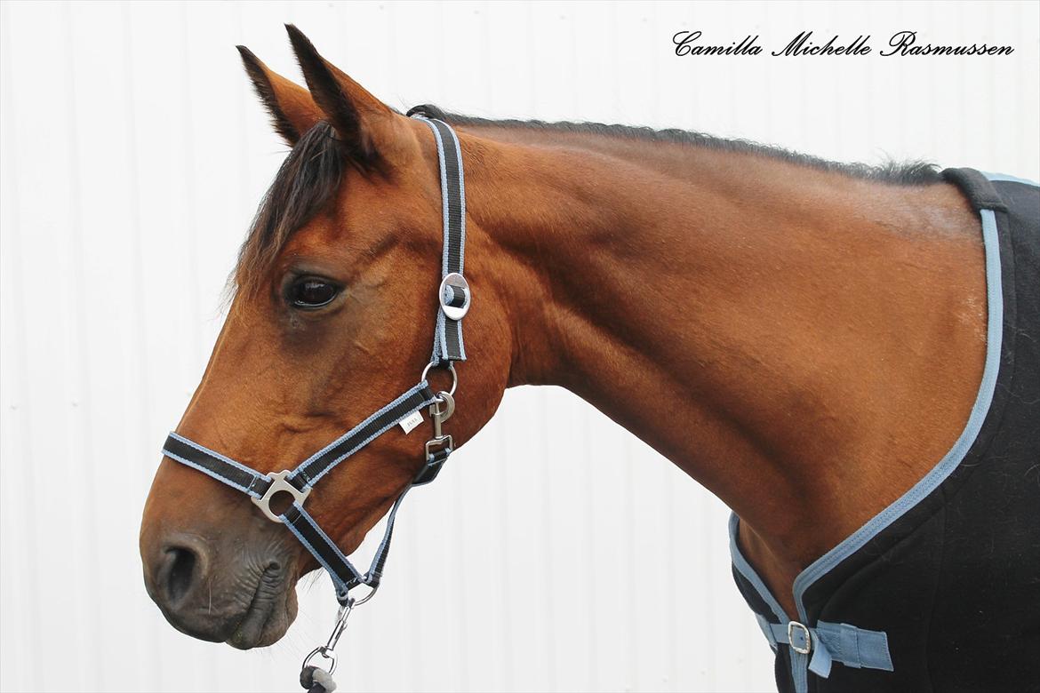 Traver Topper ;-) billede 15