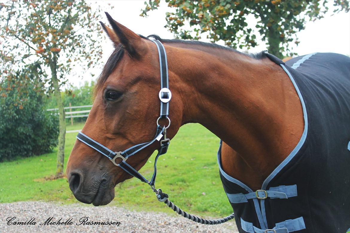Traver Topper ;-) billede 18