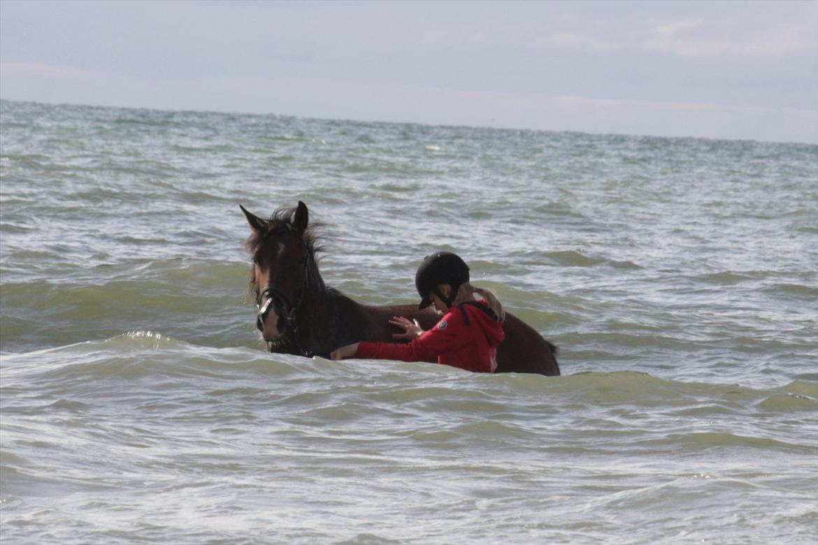 Knabstrupper Rughavens Fanny - Taget af Lea Marie Breum ( MANNI (Vittrup Efterskole 11/12) . ) billede 8