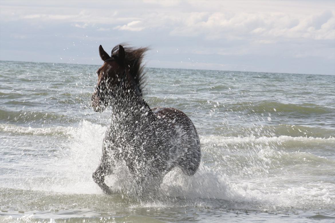 Knabstrupper Rughavens Fanny - Taget af Lea Marie Breum ( MANNI (Vittrup Efterskole 11/12) . )
 billede 12