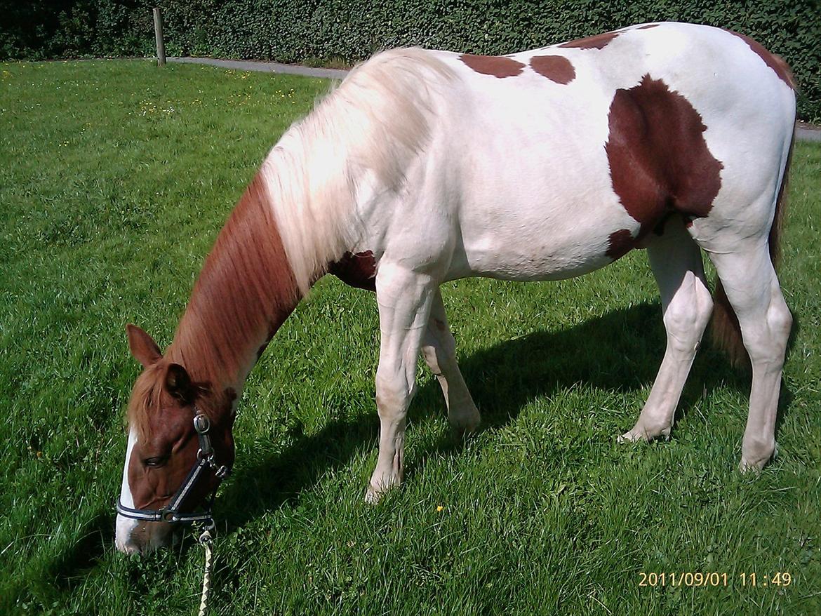 Pinto TAROCK  - D.1.9.11 billede 13