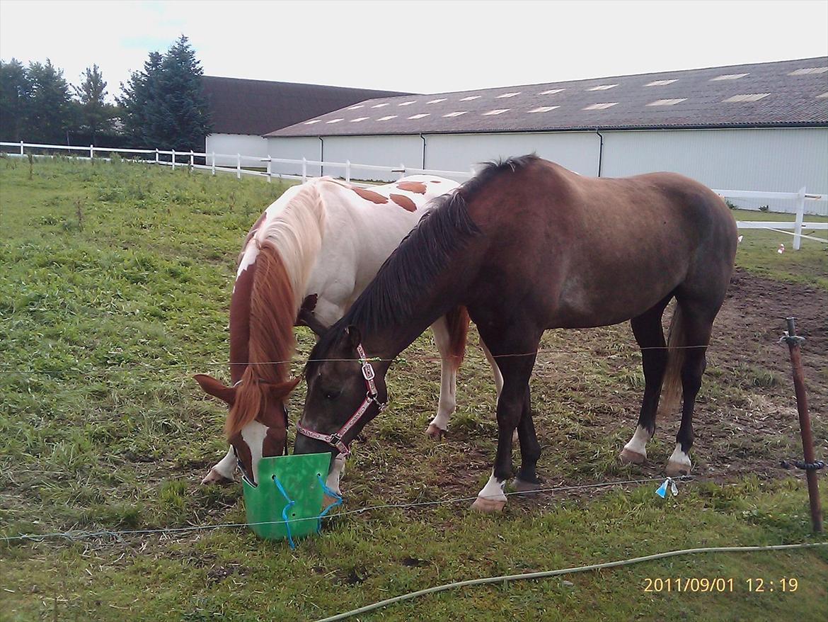 Anden særlig race  flik flak - D.1.9.11 billede 14