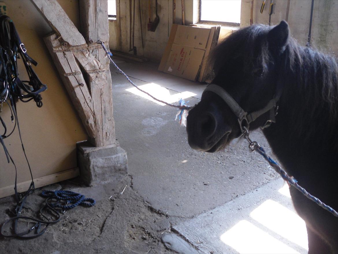 Shetlænder Tin Tin - Min lille Charmetrold!:* Foto:Janni  billede 13