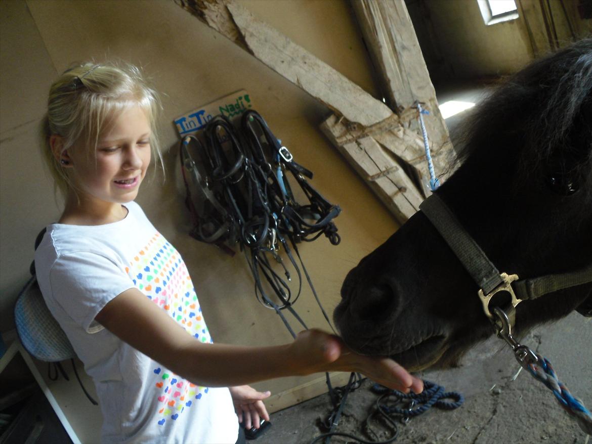 Shetlænder Tin Tin billede 14