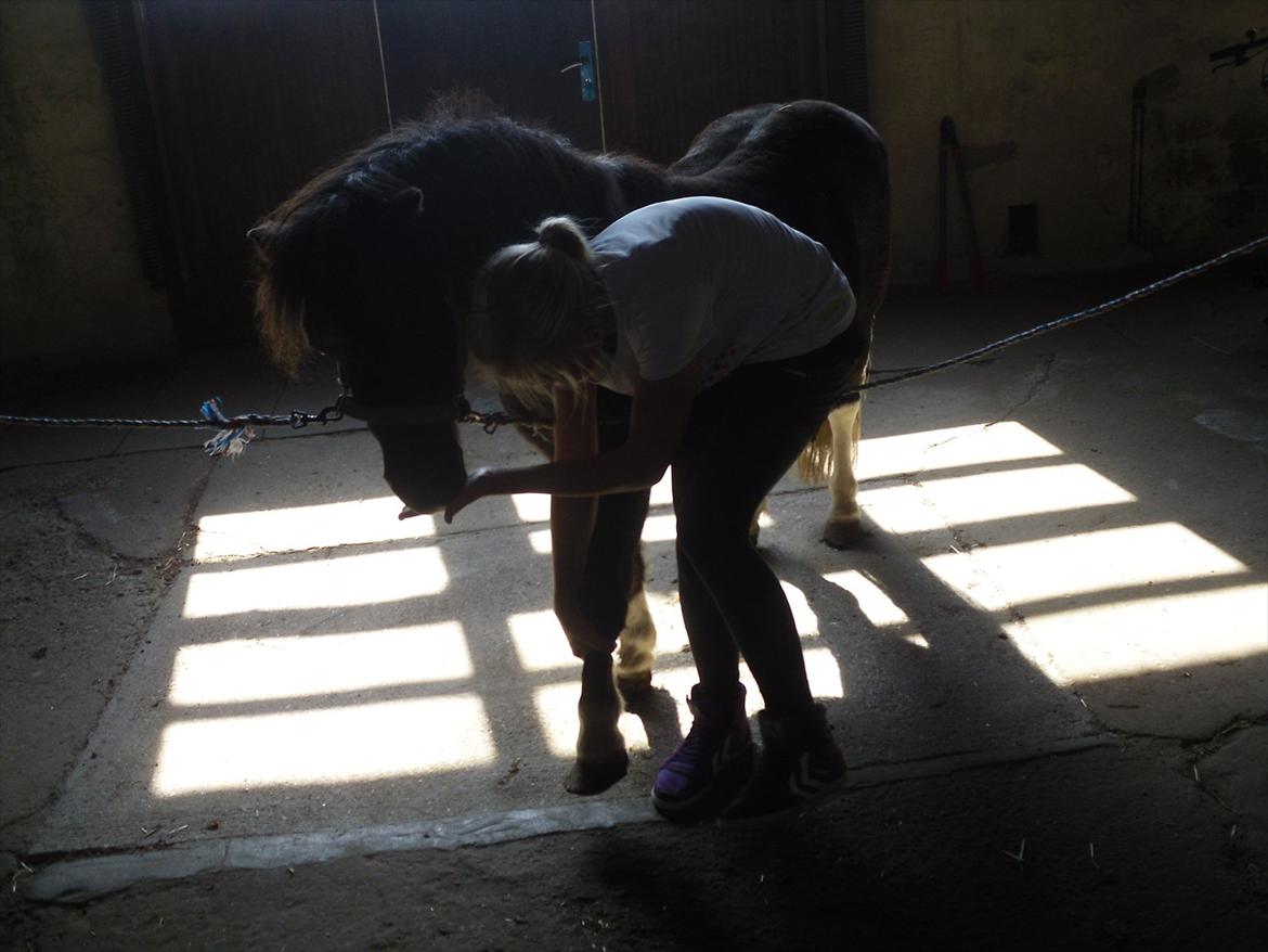 Shetlænder Tin Tin - Løøøfte Træning:)<3 foto:Janni billede 15
