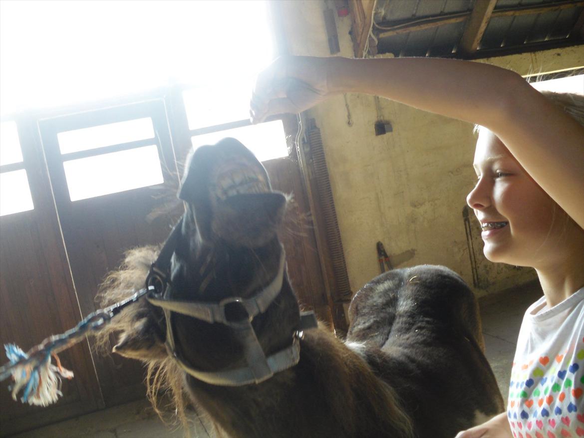 Shetlænder Tin Tin - Velkommen til Tinus's profil!:) Smiile træning:) Foto:Janni billede 1