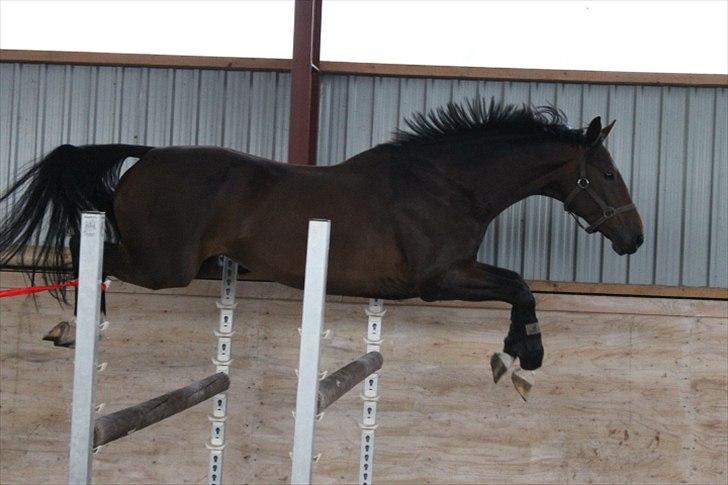 Anden særlig race Mr. Hot Chokolate Fudge billede 1