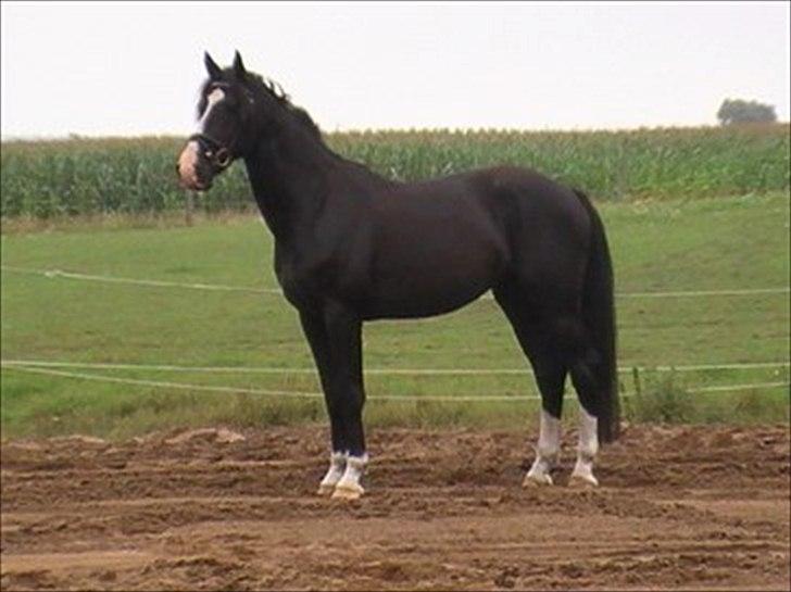 Oldenborg Faust billede 4