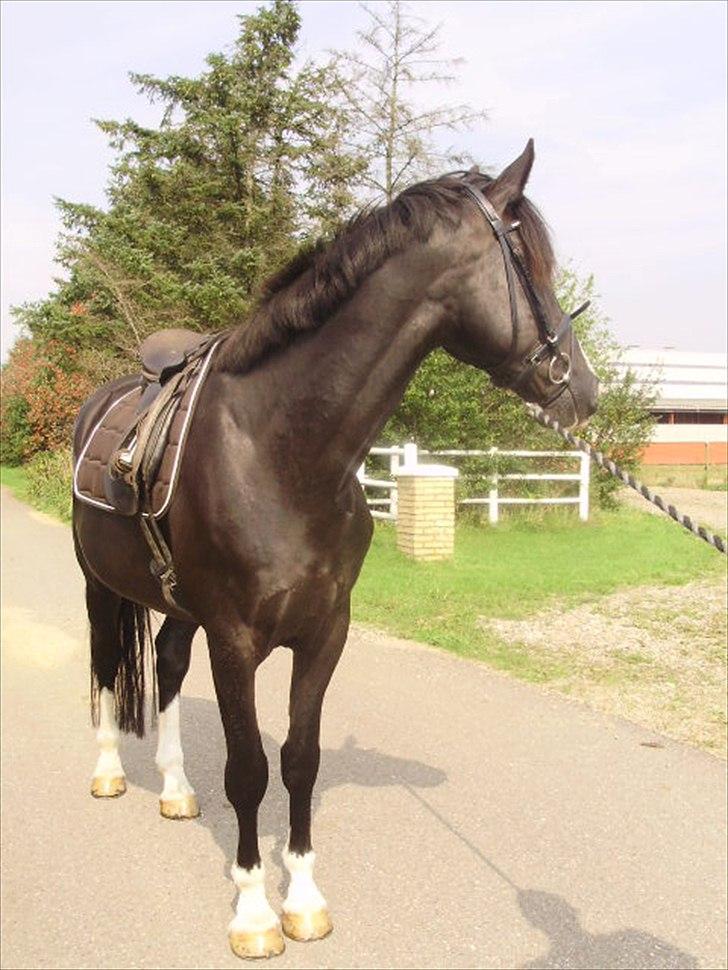 Oldenborg Faust billede 7