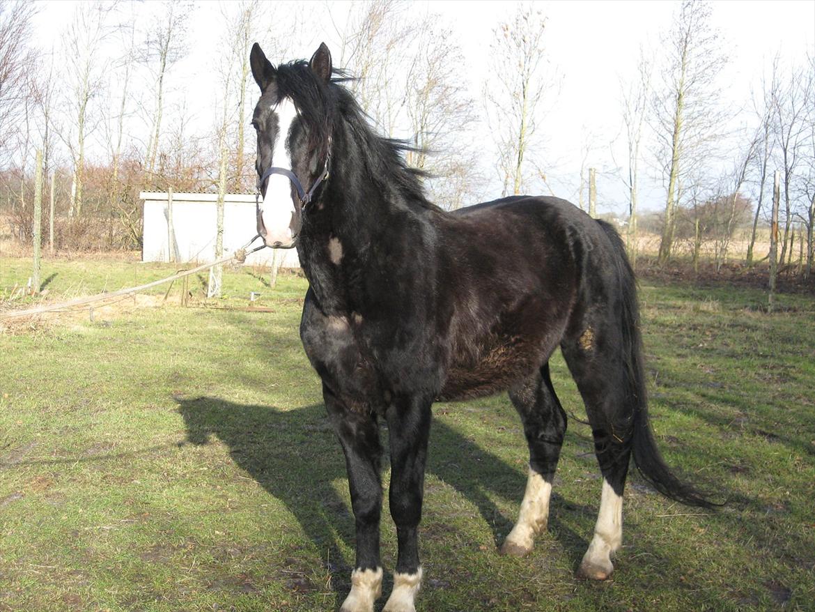 Oldenborg Faust - Faust som 2 årig :) billede 10