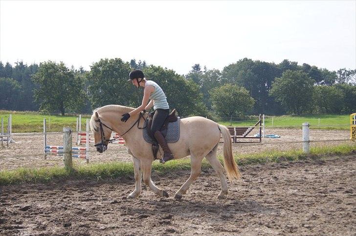 Fjordhest Ricko Fjordvang - Ricko får lidt ros :) Billedet er taget af Freja Voetmand.  billede 12