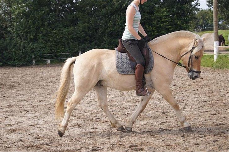 Fjordhest Ricko Fjordvang - Billedet er taget af Freja Voetmand.  billede 3