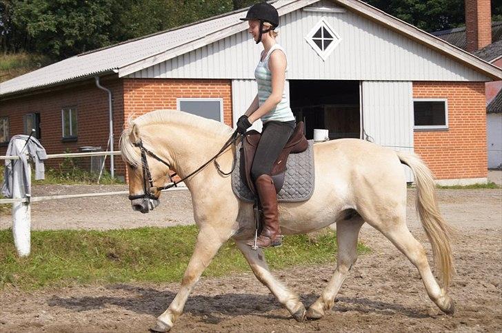 Fjordhest Ricko Fjordvang - Billedet er taget af Freja Voetmand.  billede 4