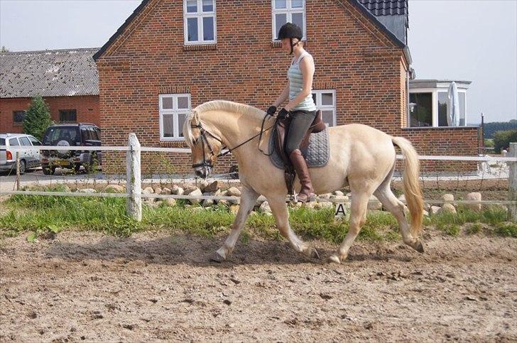 Fjordhest Ricko Fjordvang - Billedet er taget af Freja Voetmand.  billede 5