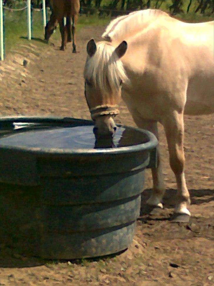 Fjordhest Ricko Fjordvang billede 13