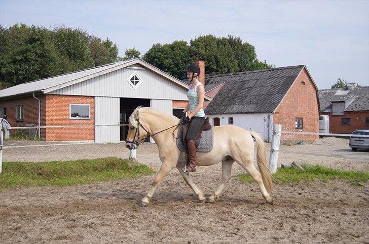 Fjordhest Ricko Fjordvang - Billedet er taget af Freja Voetmand.  billede 6