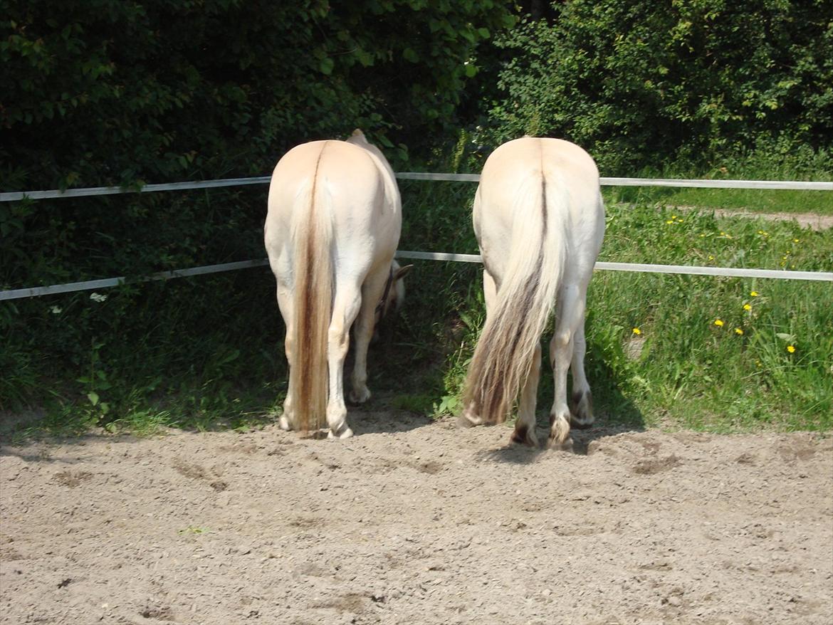 Fjordhest Ricko Fjordvang - Ricko til vestre og Findus til højre :) billede 14