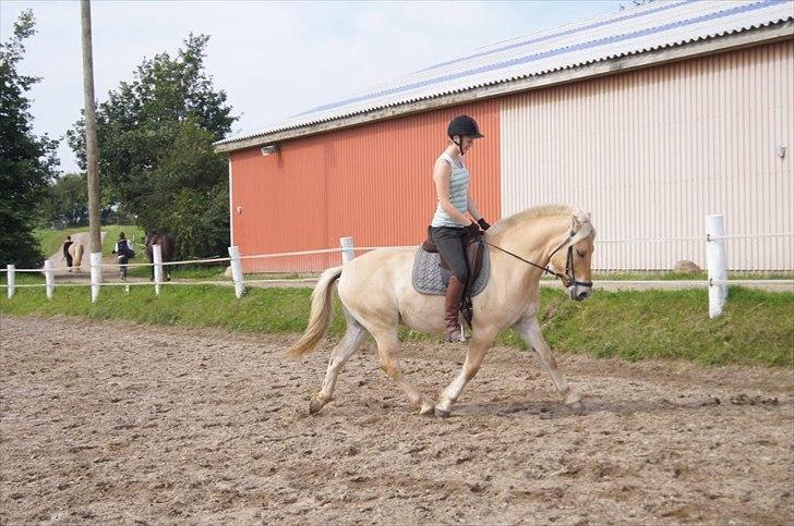 Fjordhest Ricko Fjordvang - Billedet er taget af Freja Voetmand.  billede 7