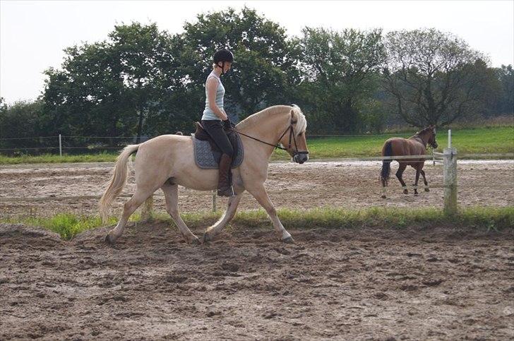 Fjordhest Ricko Fjordvang - Billedet er taget af Freja Voetmand.  billede 8
