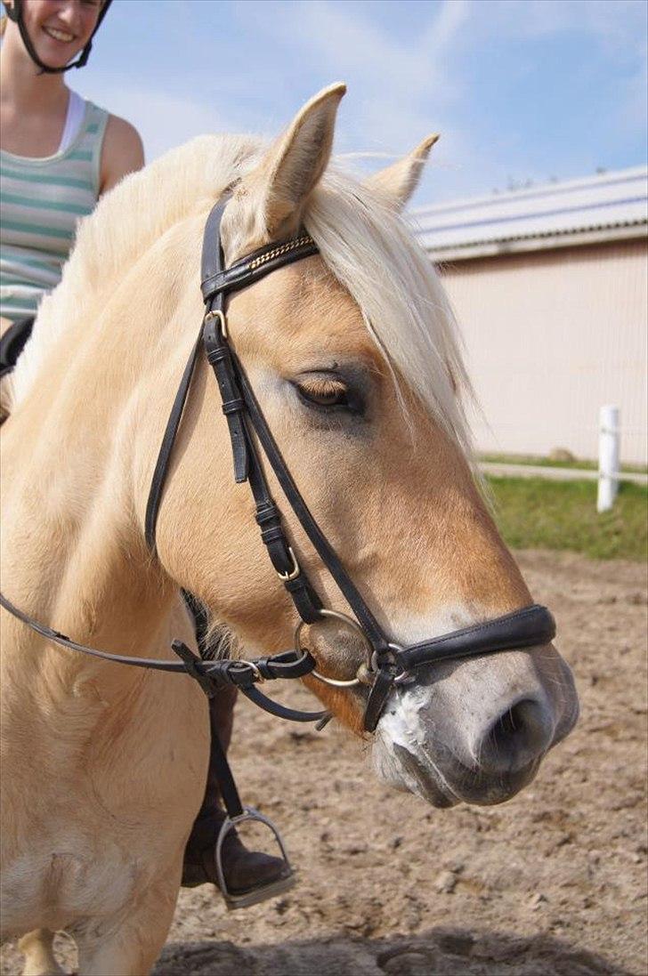 Fjordhest Ricko Fjordvang - Kønne Ricko. Billedet er taget af Freja Voetmand.  billede 1