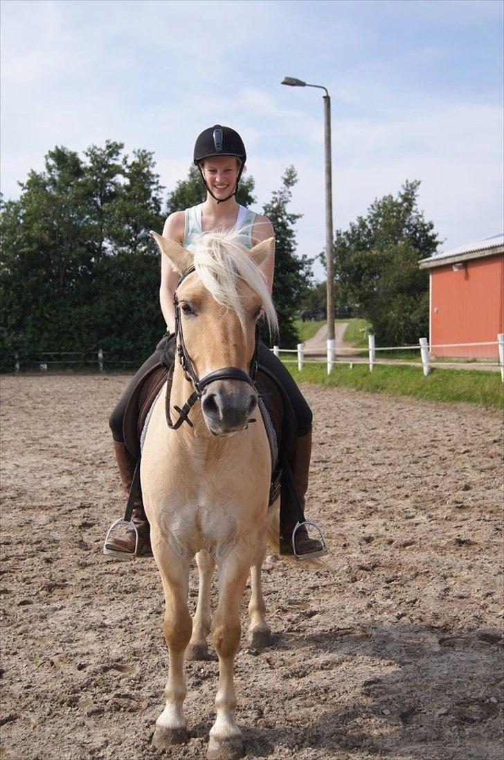 Fjordhest Ricko Fjordvang - Billedet er taget af Freja Voetmand.  billede 9