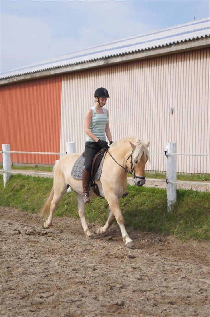 Fjordhest Ricko Fjordvang - Billedet er taget af Freja Voetmand.  billede 11